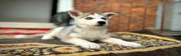 Siberian Husky dogs for sale: Beautiful puppies  - Advert 33