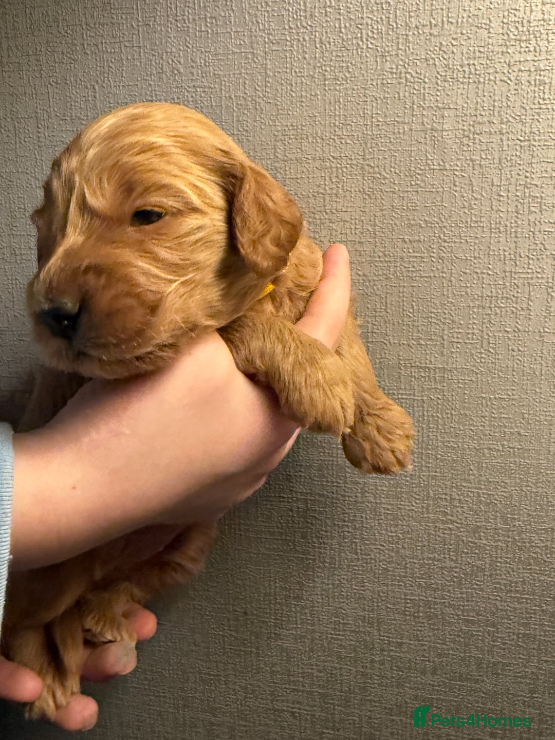 Cockapoo dogs for sale: Cockapoo F1 - Advert 36