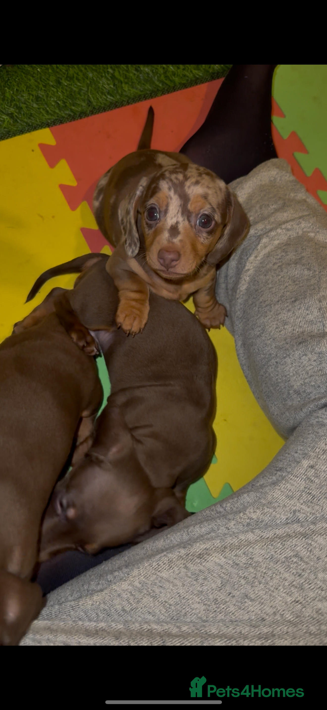 Miniature Dachshund dogs 🐾🌟KC Reg Miniature Dachshund Puppies🌟🐾 - Advert 18