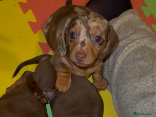 Miniature Dachshund dogs 🐾🌟KC Reg Miniature Dachshund Puppies🌟🐾 - Advert 19