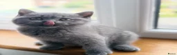 Scottish Fold cats for sale: Last female Scottish fold kittens 🐾 - Advert 12