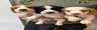 Cocker Spaniel 4