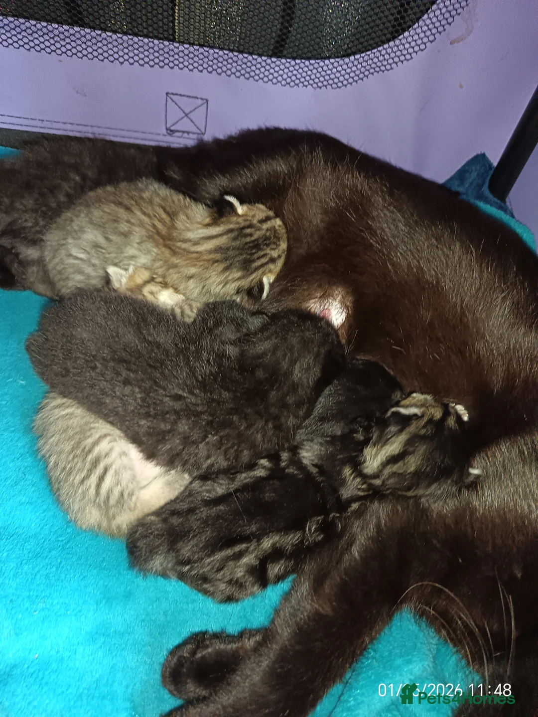 Mixed Breed cats for sale: KITTENS LOOKING FOR LOVING HOMES - Advert 2