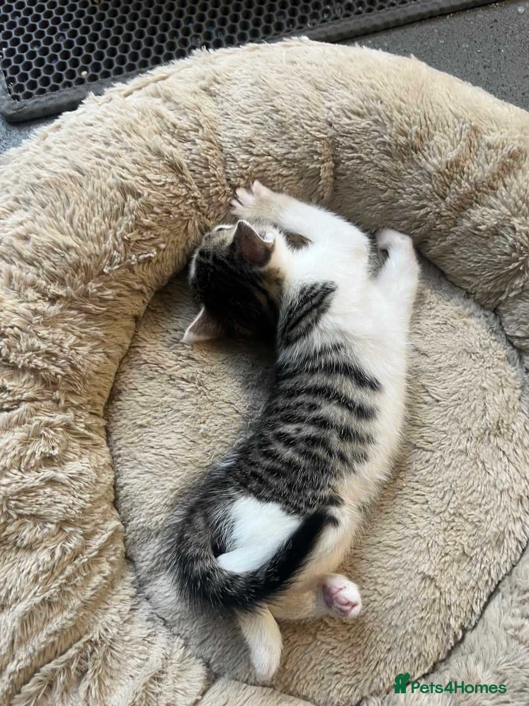 Mixed Breed cats for sale: 2 Adorable 8 week old kittens - Advert 4