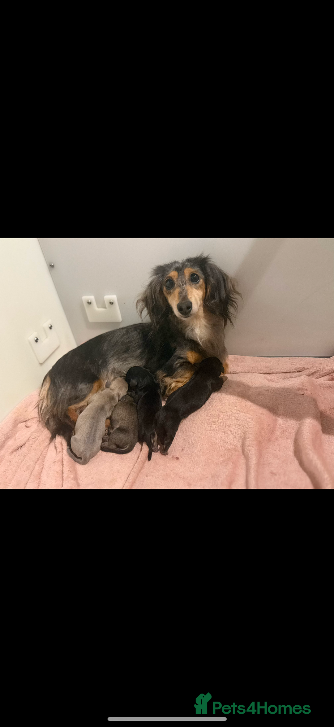 Miniature Dachshund dogs for sale: Beautiful puppy ready now - Image 2