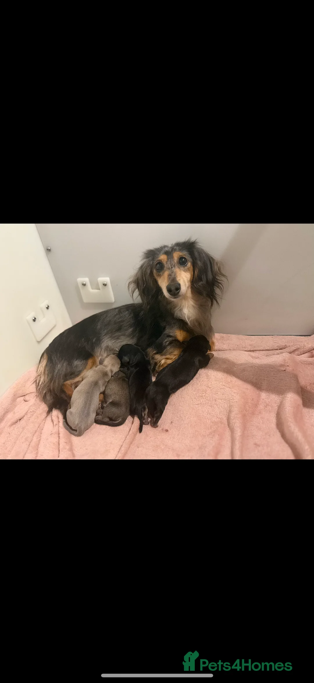 Miniature Dachshund dogs for sale: Miniature dachshunds - Advert 6