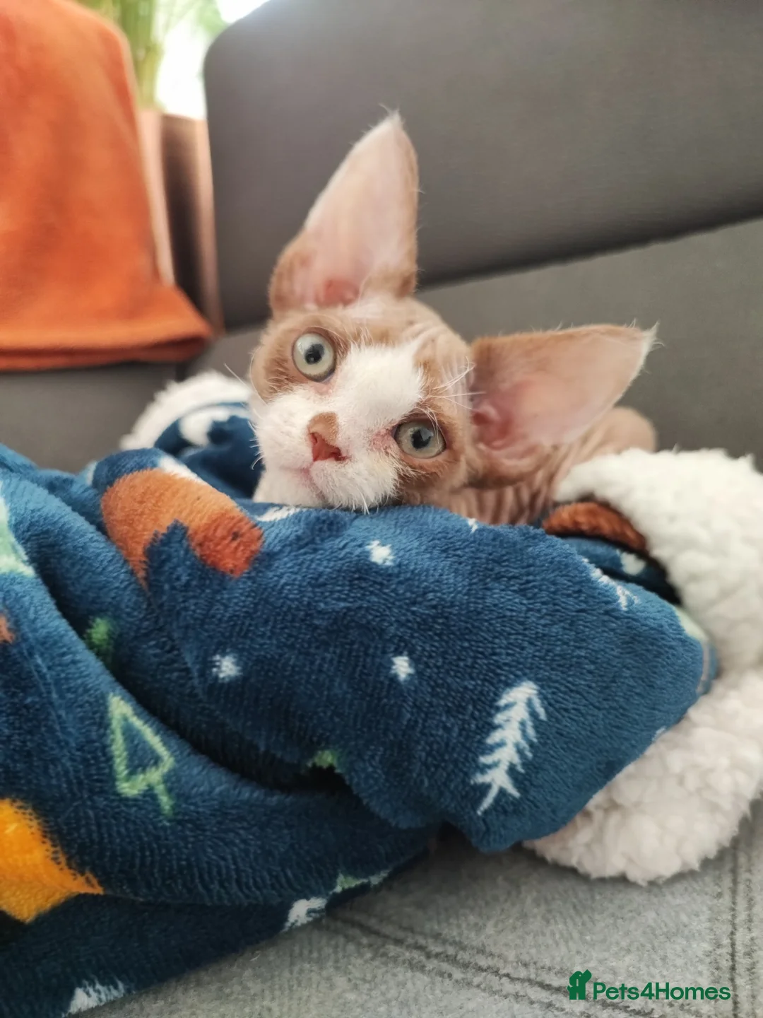 Devon Rex cats for stud: Beautiful boy in Corby - Advert 7