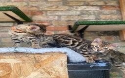 Bengal cats for sale: Top quality pure breed bangal kittens available  - Image 2