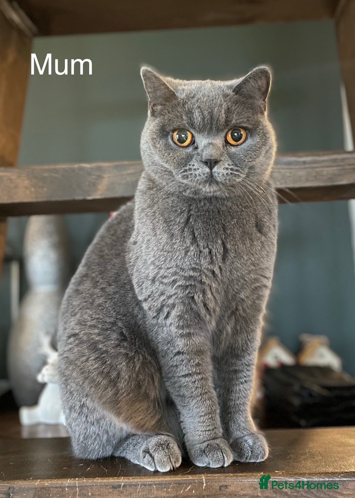 British Shorthair cats for sale: BSH Blue and Lilac GCCF Reg Kittens - Advert 1