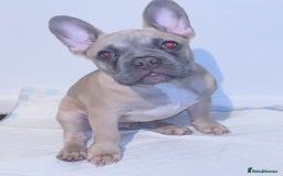 French Bulldog dogs for sale: 4 month old BOY French bulldog  - Image 3