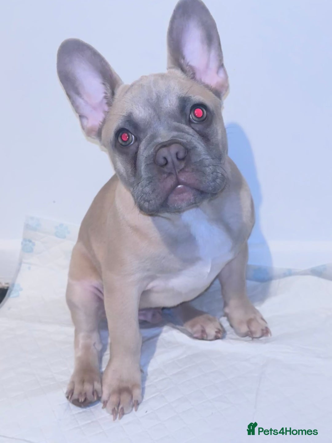 French Bulldog dogs for sale: 4 month old BOY French bulldog  - Image 3