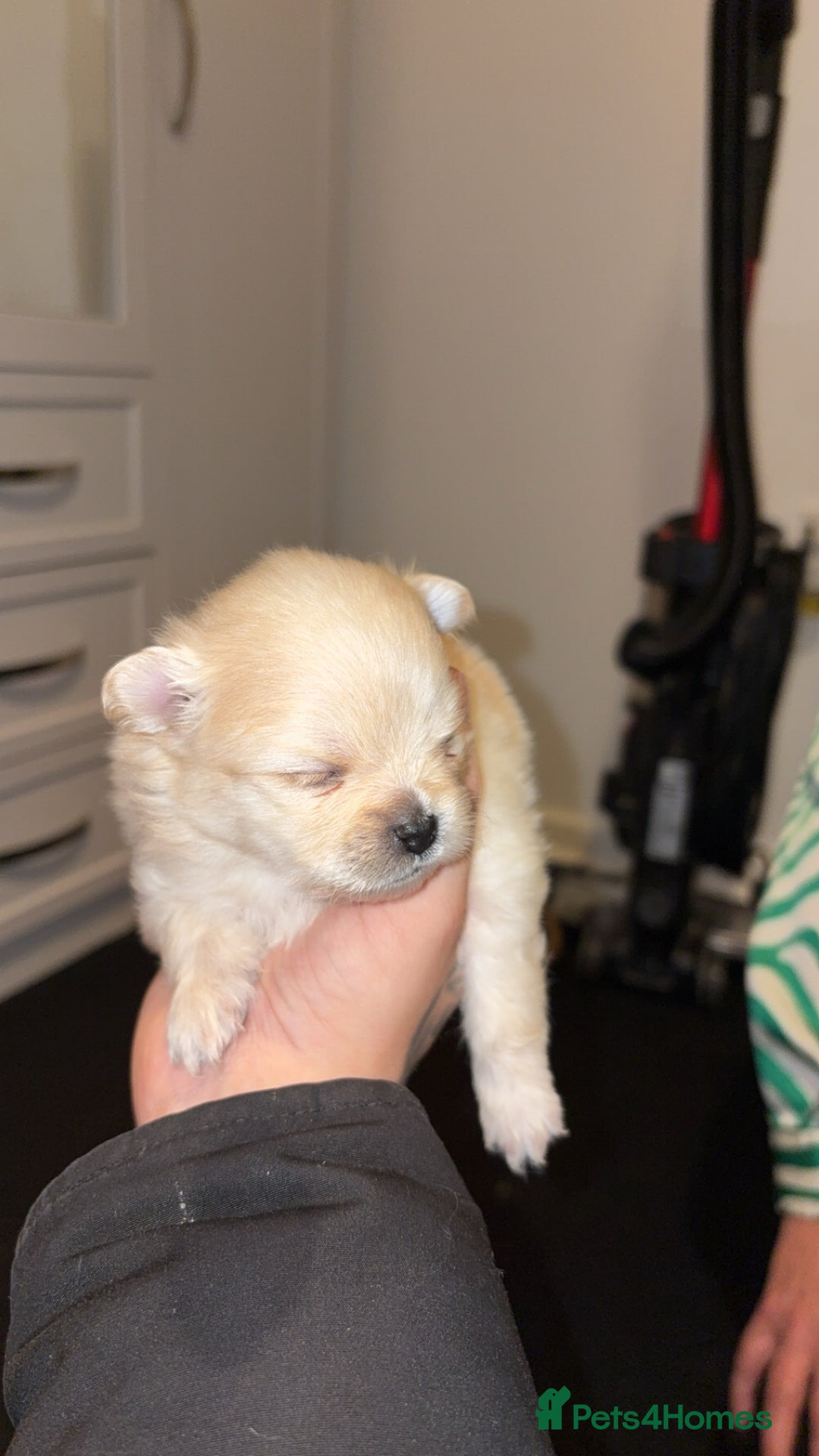 Pomeranian dogs for sale: 🌟Pomeranian🌟 - Image 1