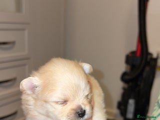 Pomeranian dogs for sale - Advert 1