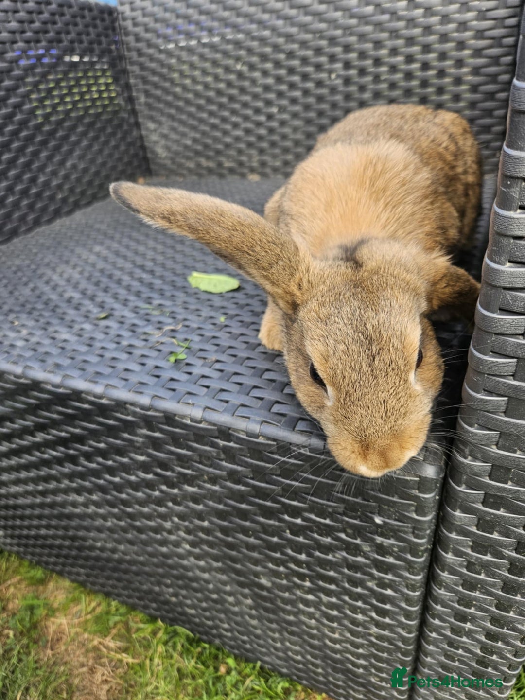 Mixed Breed rabbits for sale: Baby rabbits  - Image 4