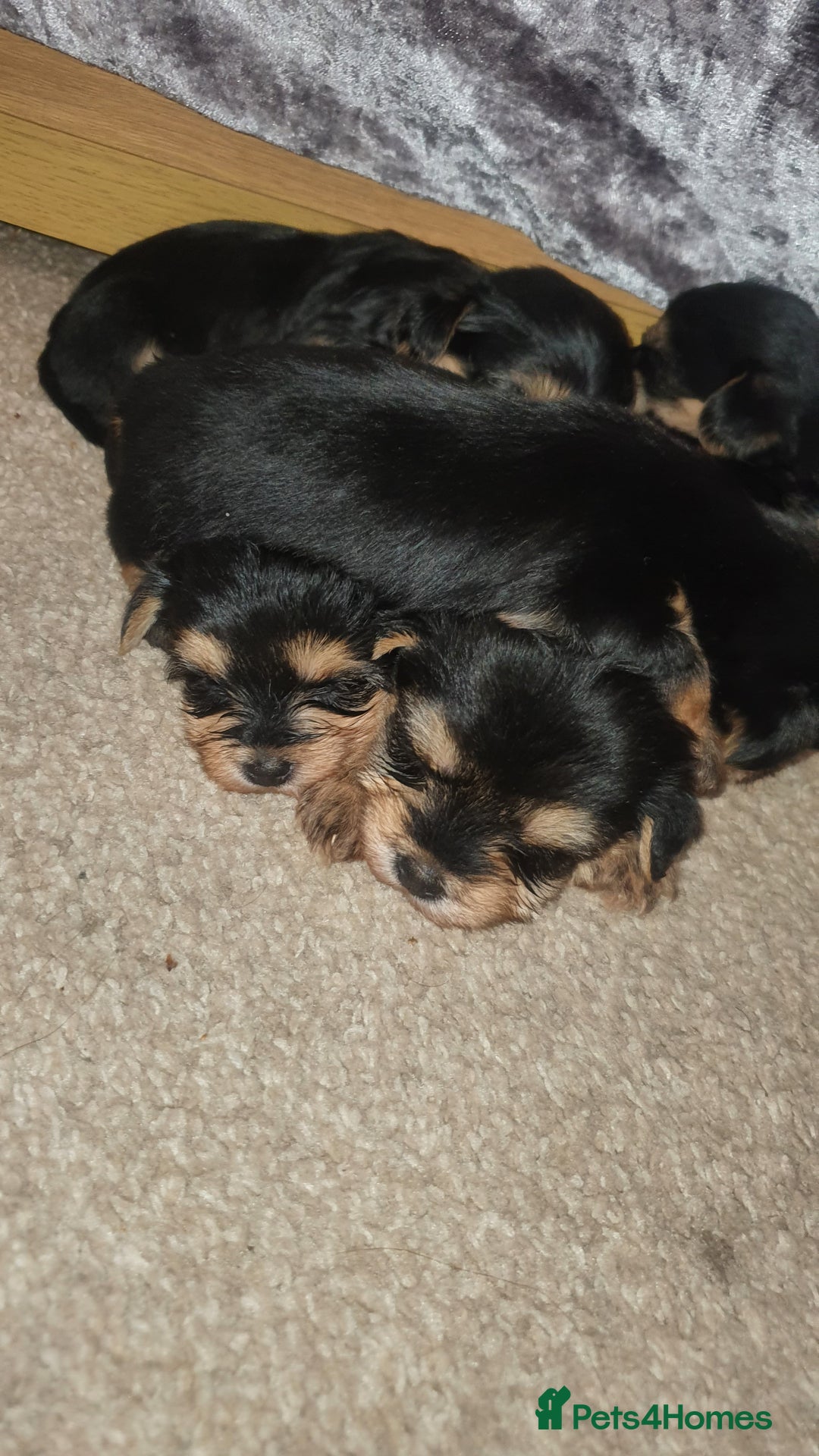 Yochon dogs for sale: 6 beautiful pups for sale - Image 8