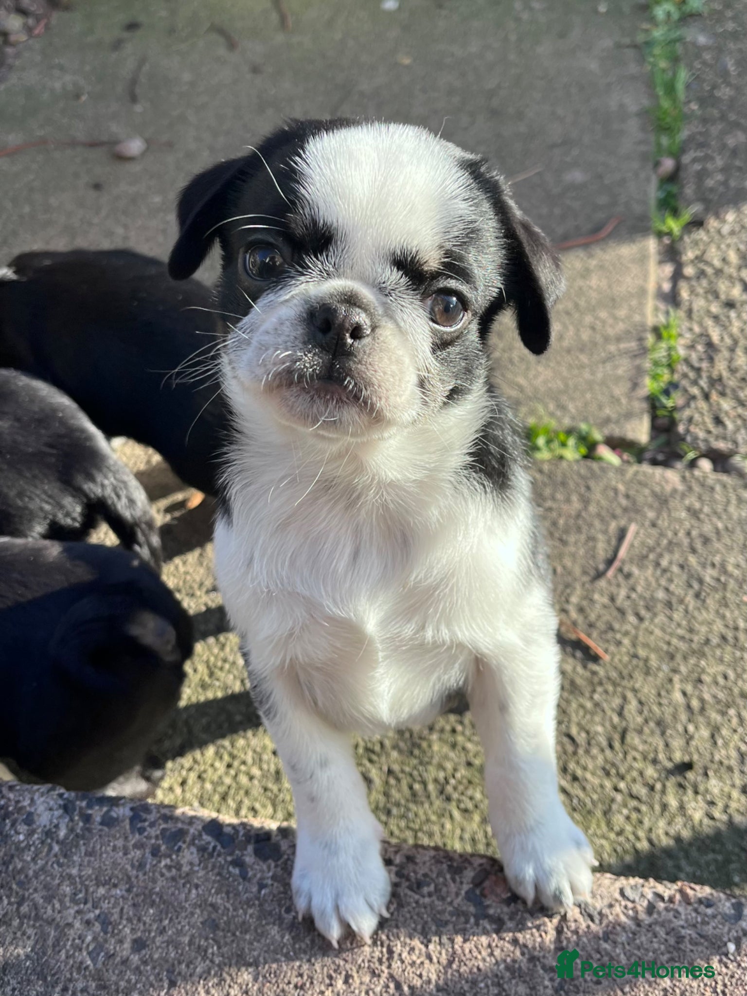 Pug dogs KC REG PUG PUPPIES, only 3 left, 5 star breeder!  - Advert 3