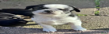 Tam
