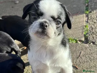 Pug dogs KC REG PUG PUPPIES, only 3 left, 5 star breeder! - Advert 3