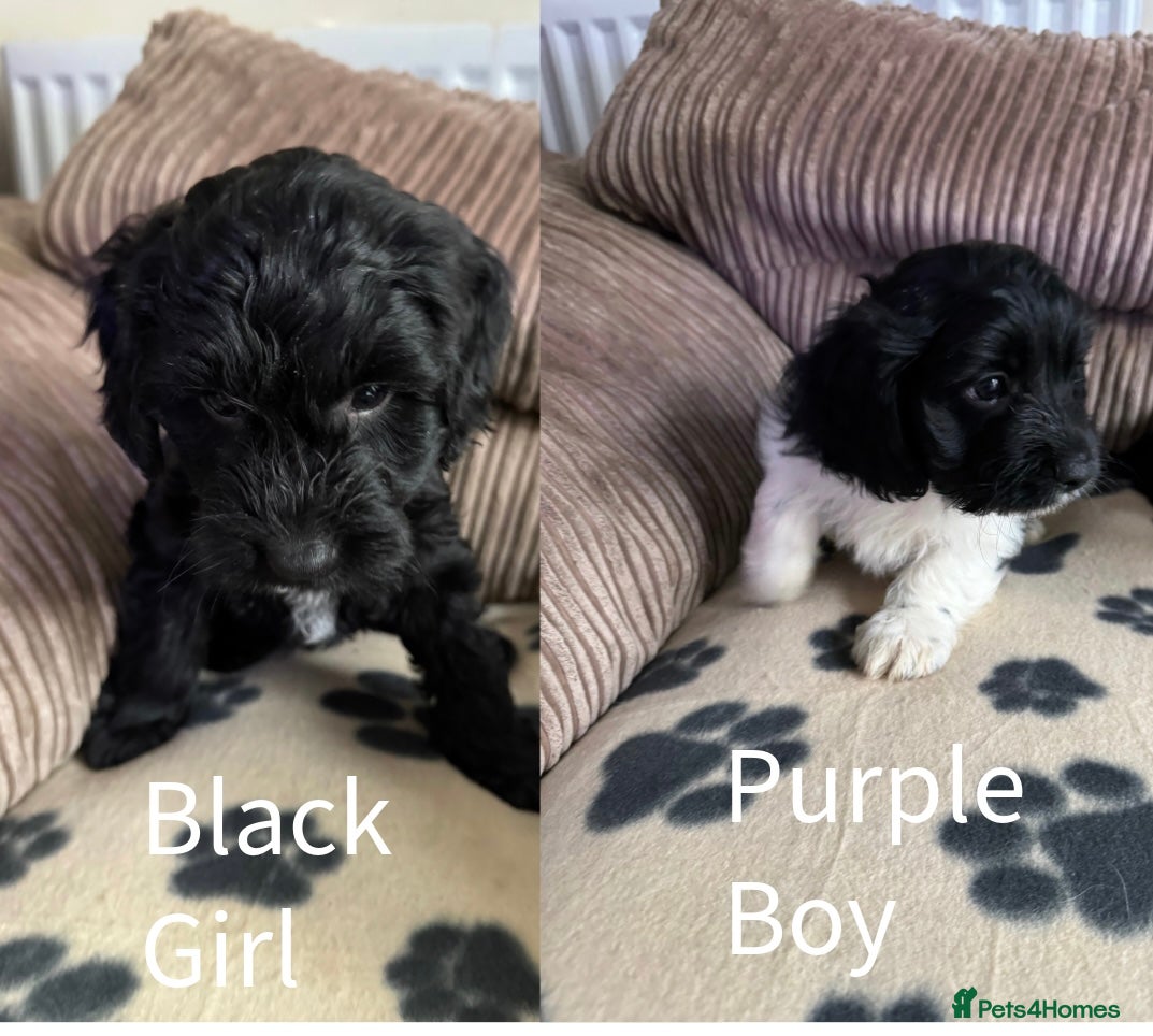 Mixed Breed dogs 8 Springer mix Puppies - Advert 2