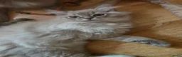 Ragdoll cats for sale: 3 beautiful fluffy ragdoll kittens - Advert 32