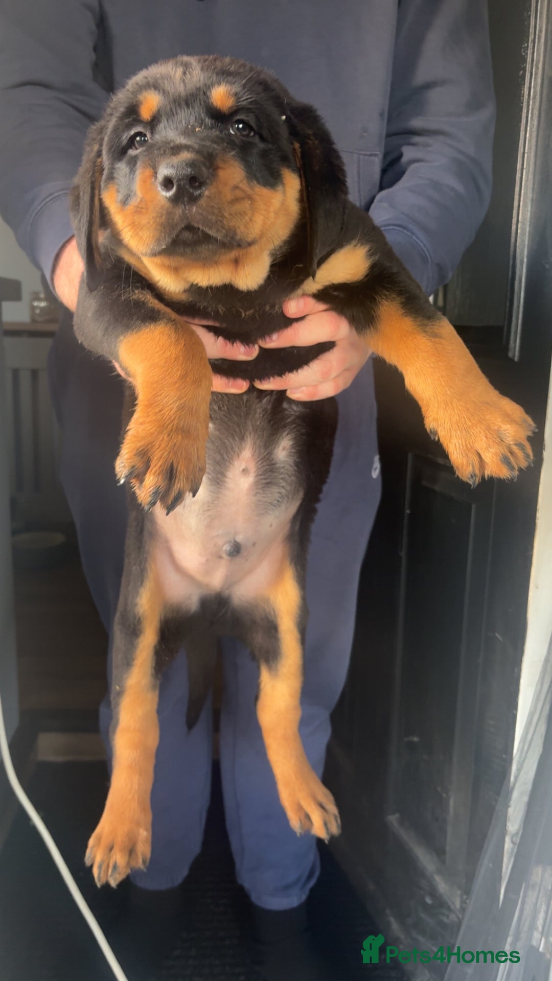 Rottweiler dogs for sale: Big boned chunky Rottweiler puppies - Advert 35