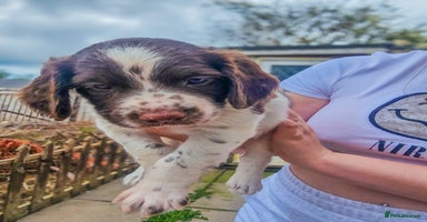 English Springer Spaniel dogs - Advert 10