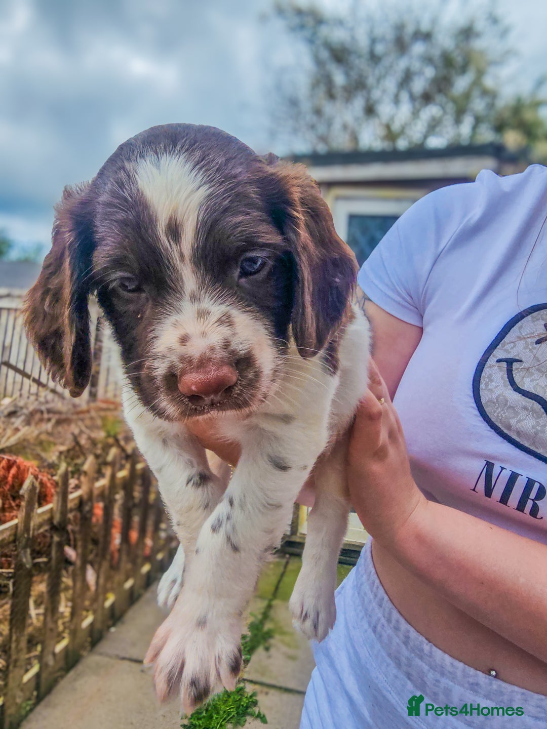 English Springer Spaniel dogs for sale: Ready now KC Reg Working Springer Spaniel Puppies - Image 2