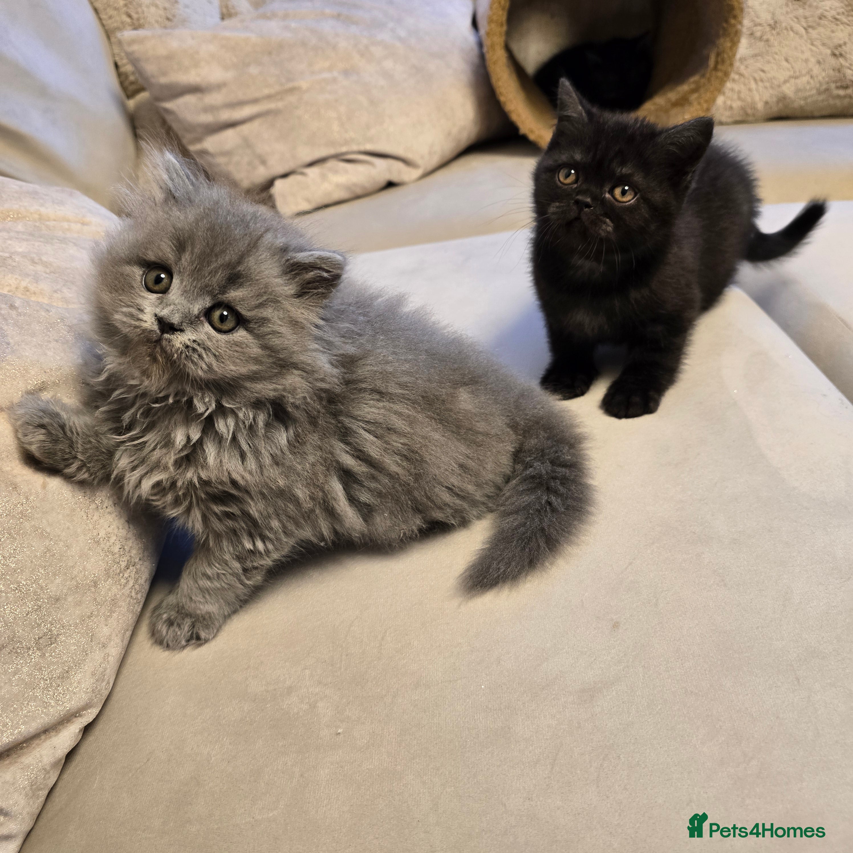 British Shorthair cats 💫RARE💫 BLACK SMOKE FEMALE & BLUE LONGHAIR MALE  - Advert 2
