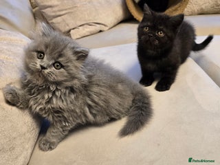 British Shorthair cats 💫RARE💫 BLACK SMOKE FEMALE & BLUE LONGHAIR MALE - Advert 1