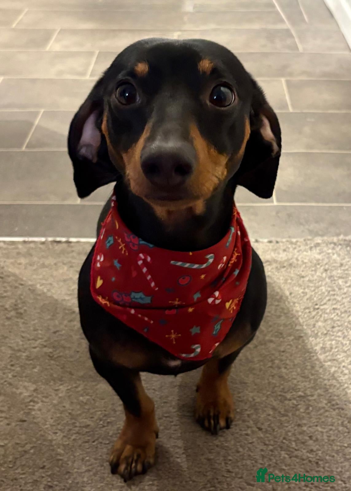 Dachshund dogs Male dachshund  - Advert 1