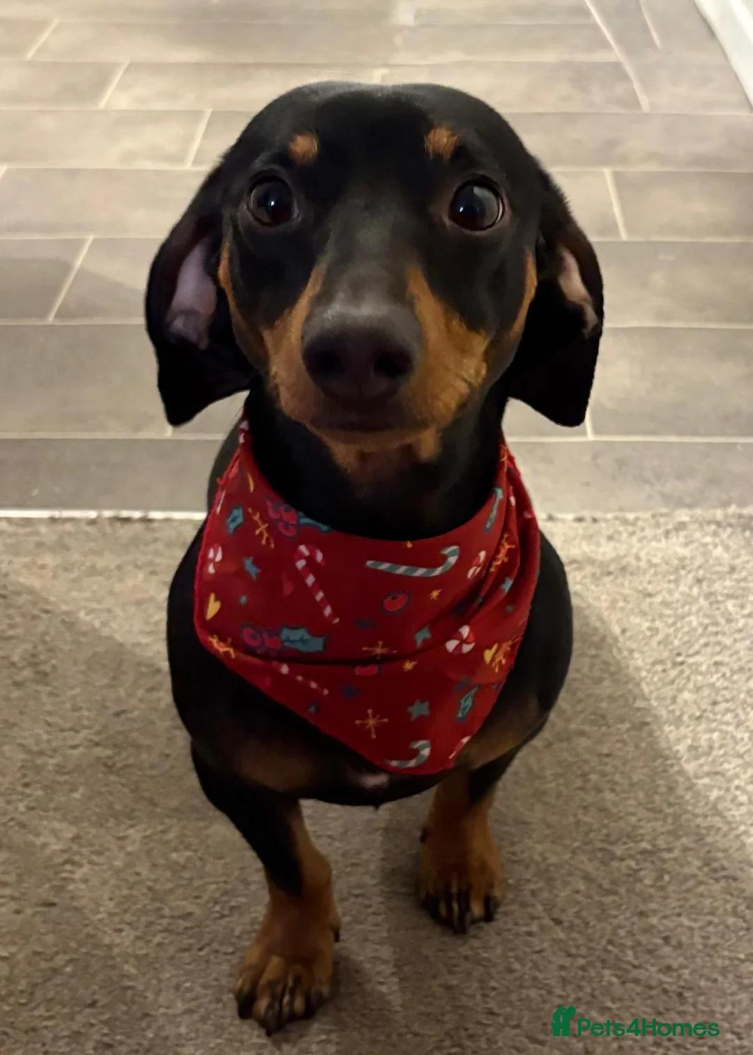 Dachshund dogs for sale: Male dachshund  - Advert 1