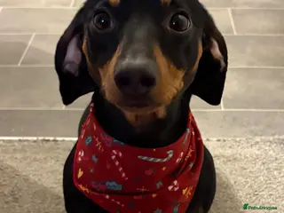 Dachshund dogs Male dachshund - Advert 1