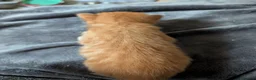 Mixed Breed cats for sale: Bengal x Maine coons kittens  - Advert 21