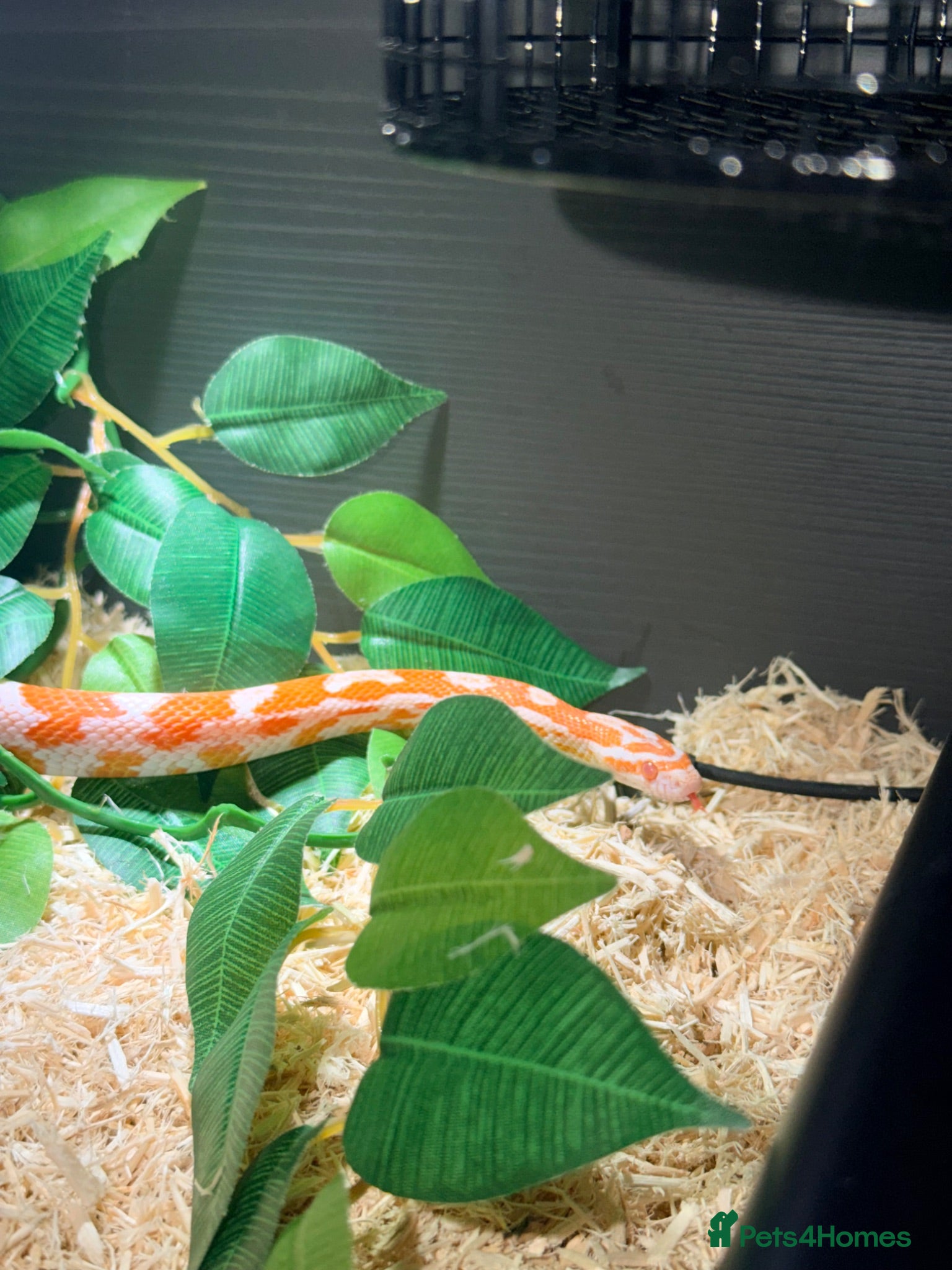 Corn Snake reptiles Amel het scalesless het cinder cornsnake  - Advert 12