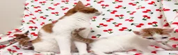 Mixed Breed cats for sale: Adorable Baby Boys Looking for Loving Homes - Advert 5