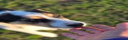 Mixed Breed dogs for adoption: 🐾❤️BONO – a Little Explorer With a Big Heart ❤️🐾 - Advert 3