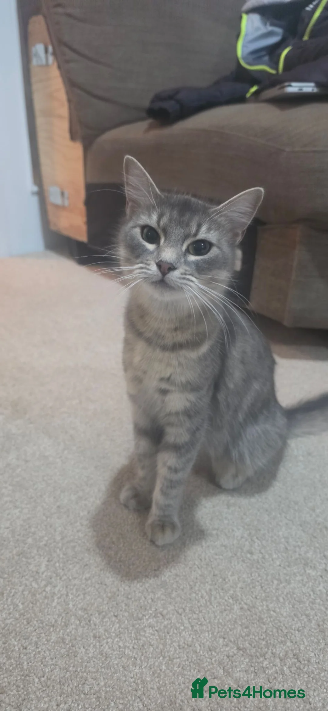 Mixed Breed cats for sale: Pearl - Advert 6