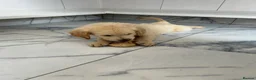 Golden Retriever dogs for sale: KC registered golden retriever puppies ready now. - Advert 9