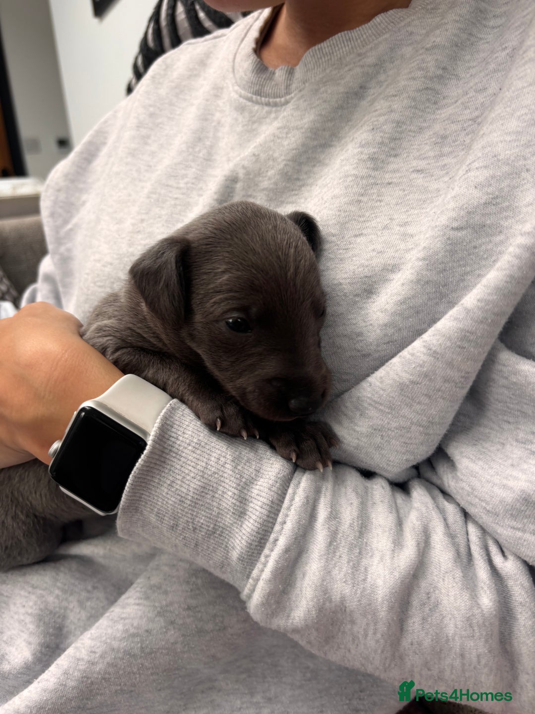 Whippet dogs for sale: 4 bedlington whippet cross whippet puppies  - Image 4