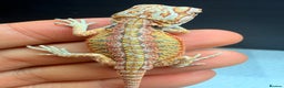 Bearded Dragon reptiles for sale: Red baby Bearded Dragons ready to go! - Advert 5