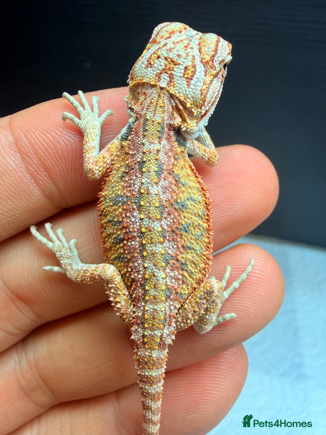 Bearded Dragon reptiles for sale: Red baby Bearded Dragons ready to go! - Advert 5