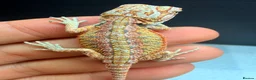 Bearded Dragon reptiles for sale: Red baby Bearded Dragons ready to go! - Advert 5