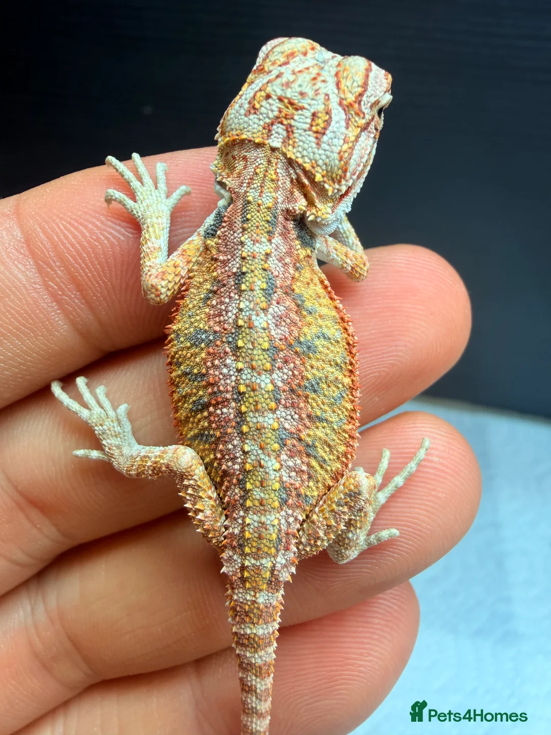 Bearded Dragon reptiles for sale: Red baby Bearded Dragons ready to go! - Advert 5