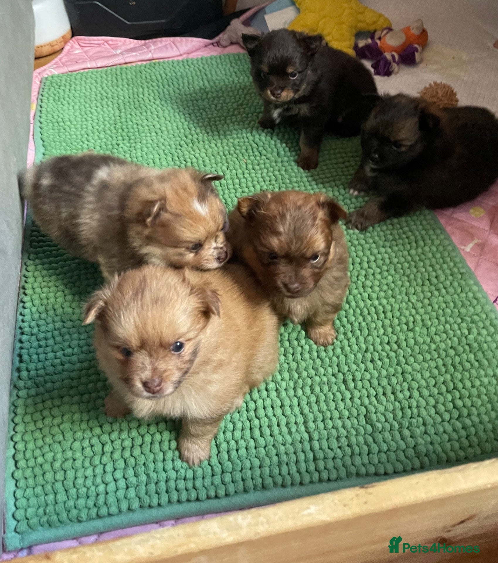 Pomchi dogs Pomeranian x pups  - Advert 5