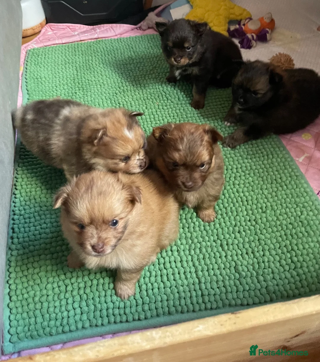 Pomchi dogs for sale: Pomeranian x pups  in Camberley - Advert 1