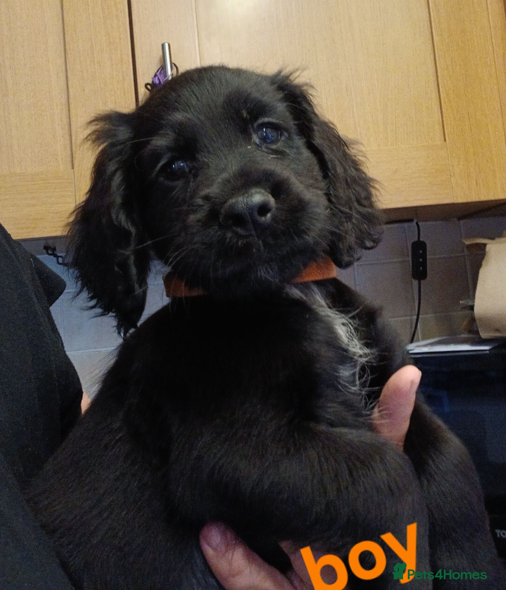 Cocker Spaniel dogs Ready to leave 3 black and white boys  - Advert 17