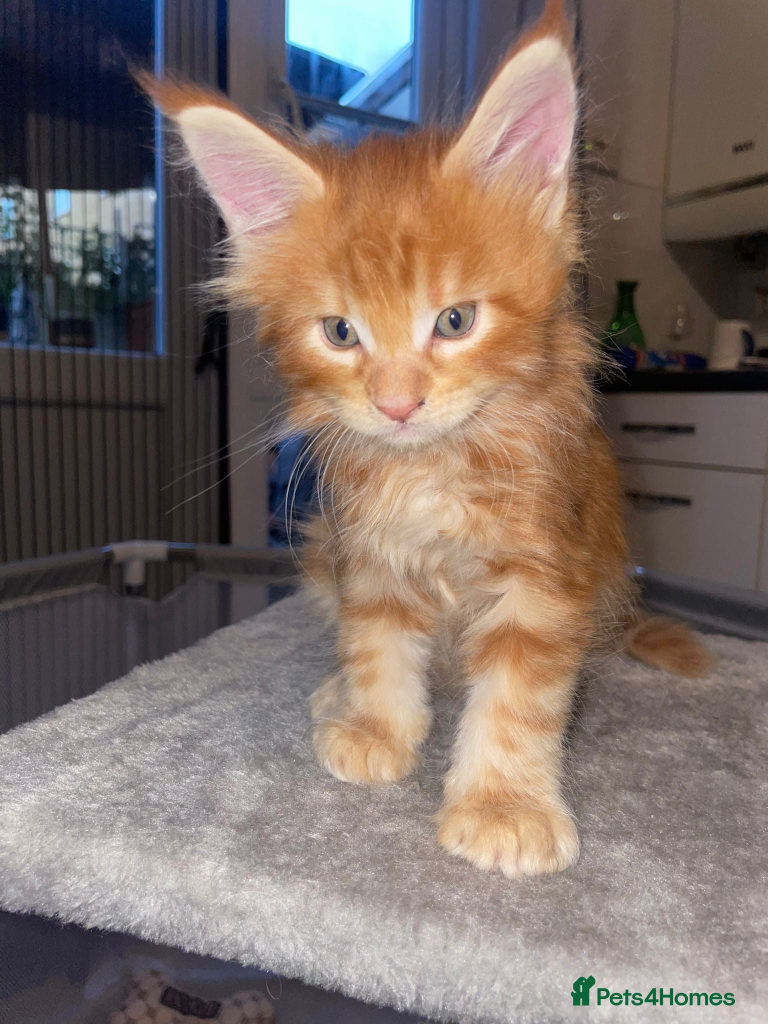 Maine Coon cats Rare Red Silver Maine Coon Kittens Available  - Advert 3