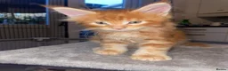 Maine Coon cats for sale: Rare Red Silver Maine Coon Kittens Available  - Advert 1