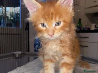 Maine Coon cats Rare Red Silver Maine Coon Kittens Available - Advert 7