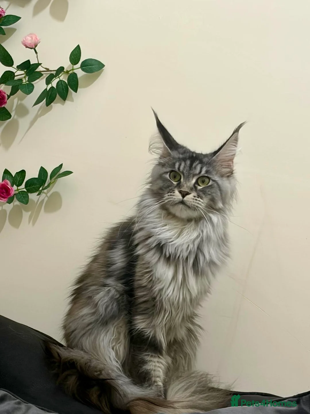 Maine Coon cats for sale: Female Maine Coon Cat for Loving Home - Advert 2